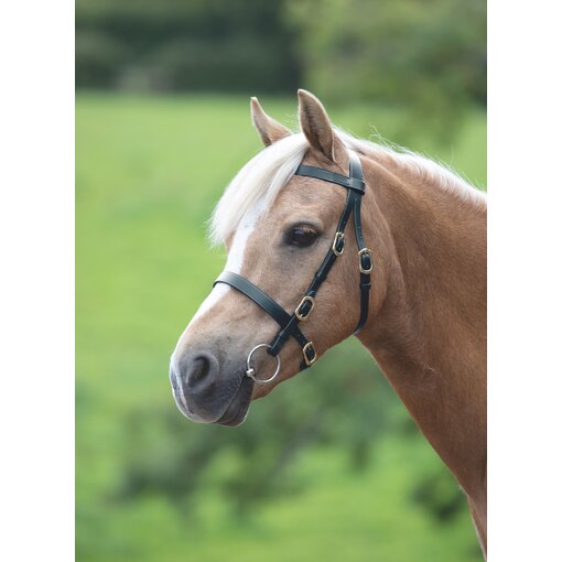 Blenheim Blenheim Showhoofdstel met platte neusriem