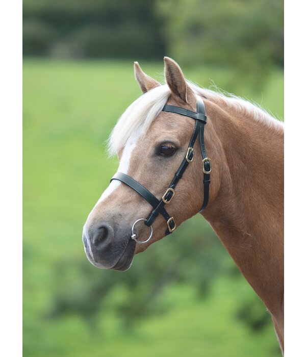 Velocity Gara Velociti GARA Plain voorbreng/show Hoofdstel met een platte neusriem en frontriem.