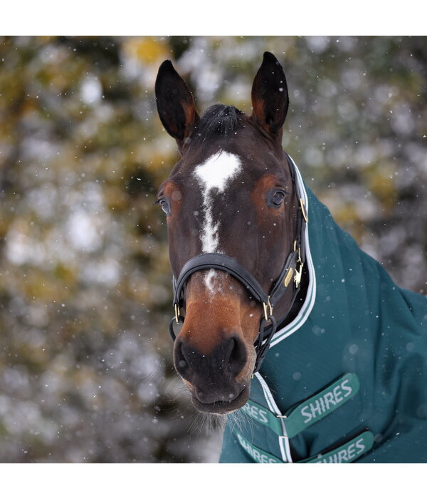Shires Highlander Original 300 Turnout Rug & Neck Set