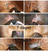 Pippa PIPPA Paardenshampoo Honey & Propolis