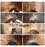 Pippa PIPPA Paardenshampoo Honey & Propolis