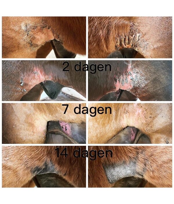 Pippa PIPPA Paardenshampoo Honey & Propolis