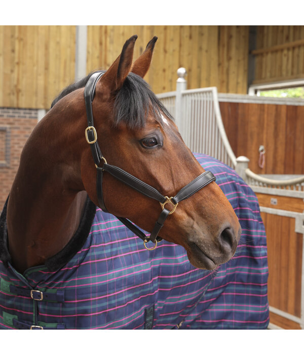 Shires Tempest Plus 100 Staldeken
