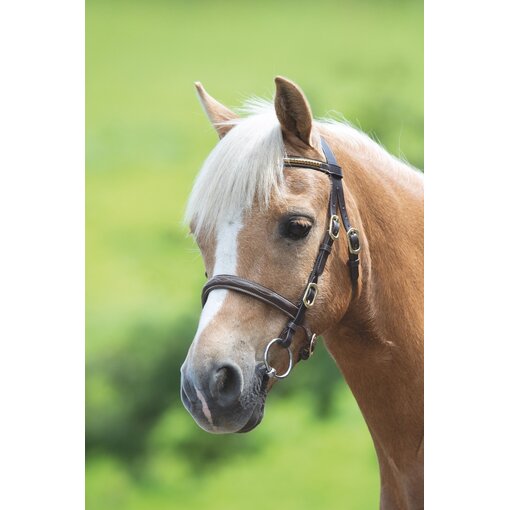 Blenheim Blenheim Clincher Show Hoofdstel