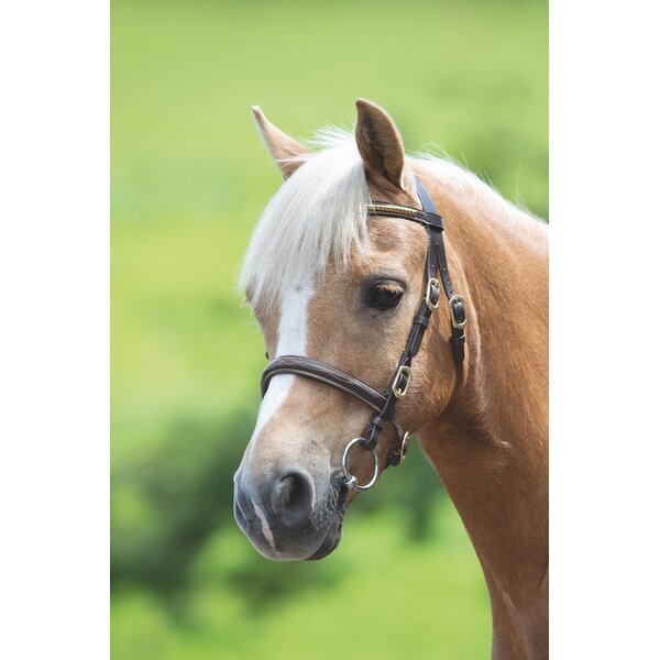 Blenheim Clincher Show Hoofdstel