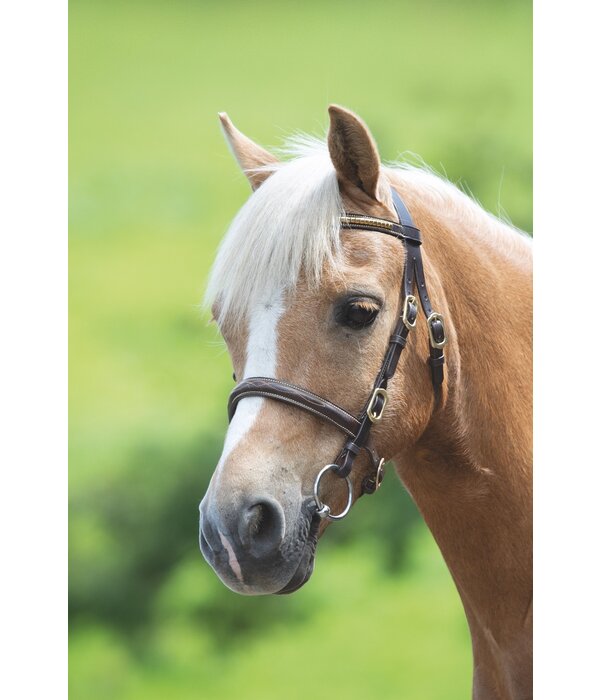 Blenheim Blenheim Clincher Show Hoofdstel