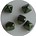 Two Hole Pyramide Bead. 6mm. Metallic Green Luster..