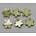 Parelmoer Zon. 12mm. Limegroen. 10 stuks voor