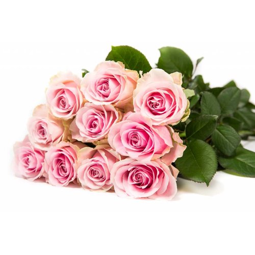 Rozen.nl 50 Pink Avalanche+ Rozen.nl 50 Pink Avalanche+