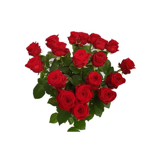 Rozen.nl 20 Rote Rosen angebot Rozen.nl 20 Rote Rosen angebot