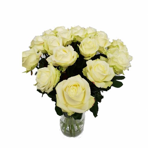 kaart tarief onregelmatig Witte rozen bestellen en laten bezorgen - ROZEN.NL