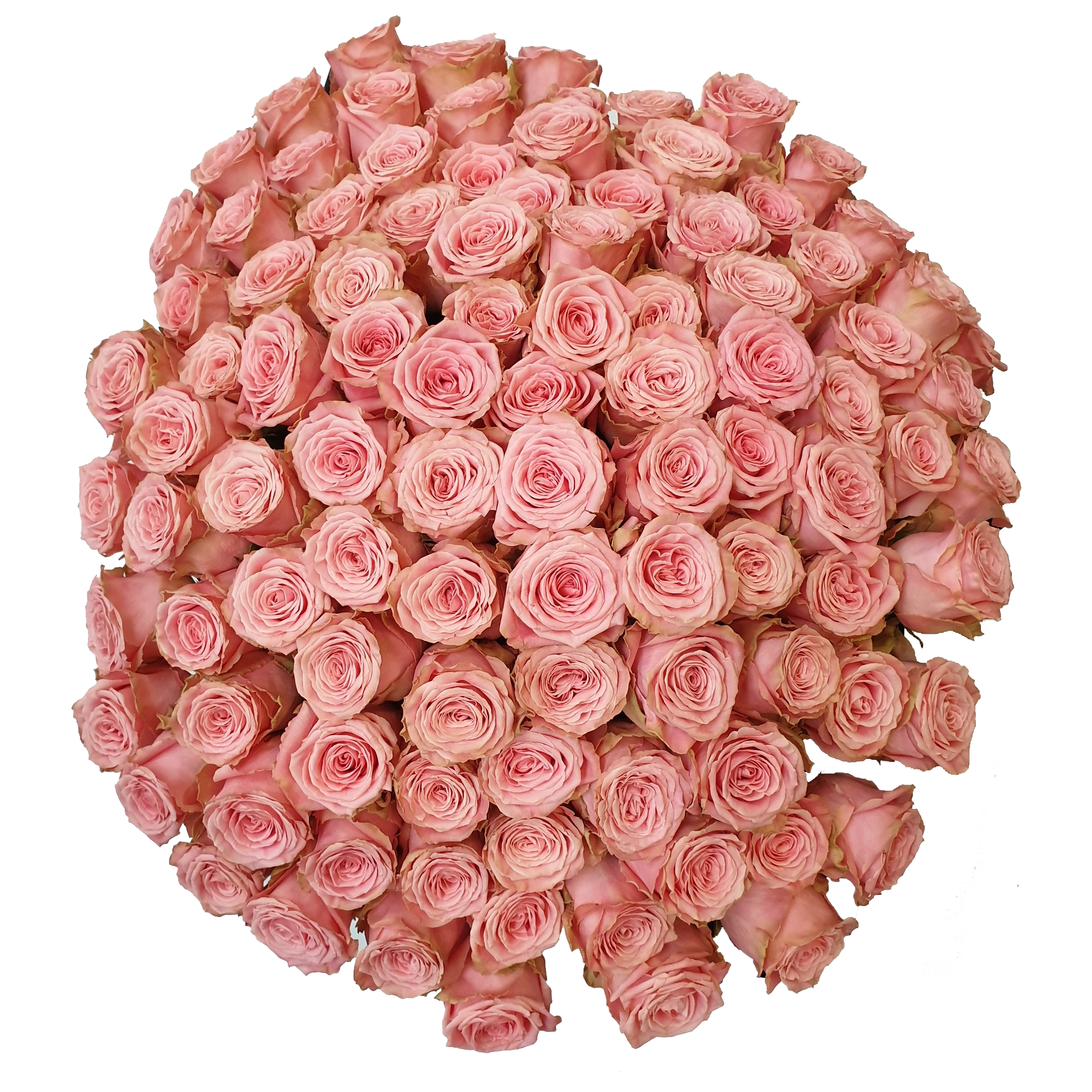 Montgomery bijgeloof Panda 100 Sophia Loren Rozen - mooiste roze roos - ROZEN.NL