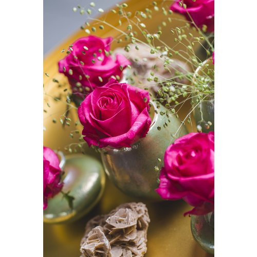 rozen.nl Rose Ivy+ rozen.nl Rose Ivy+