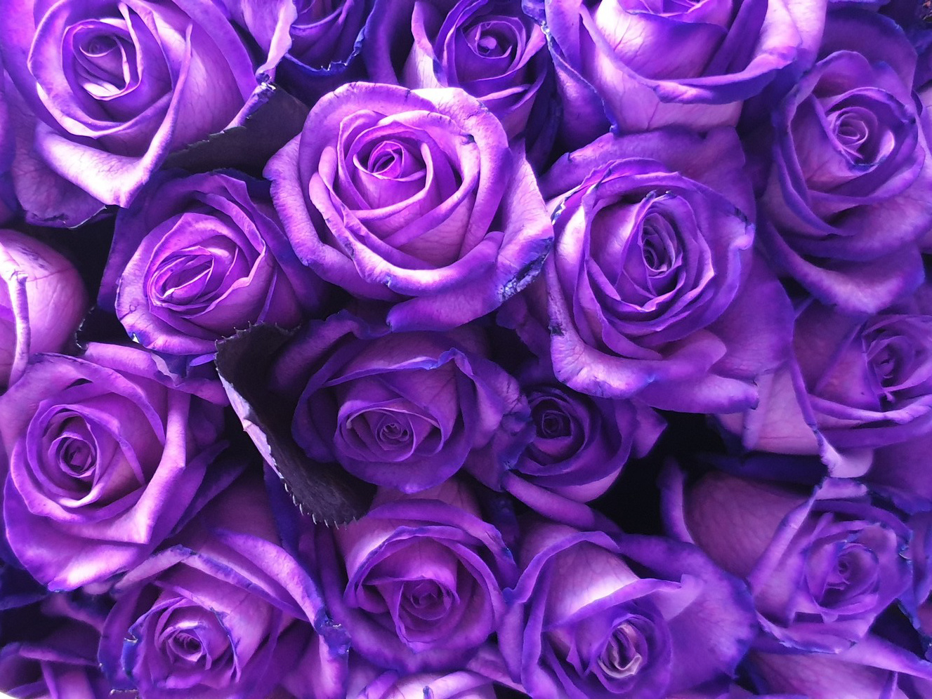 Proberen hardop wat betreft Paarse rozen bestellen - ROZEN.NL