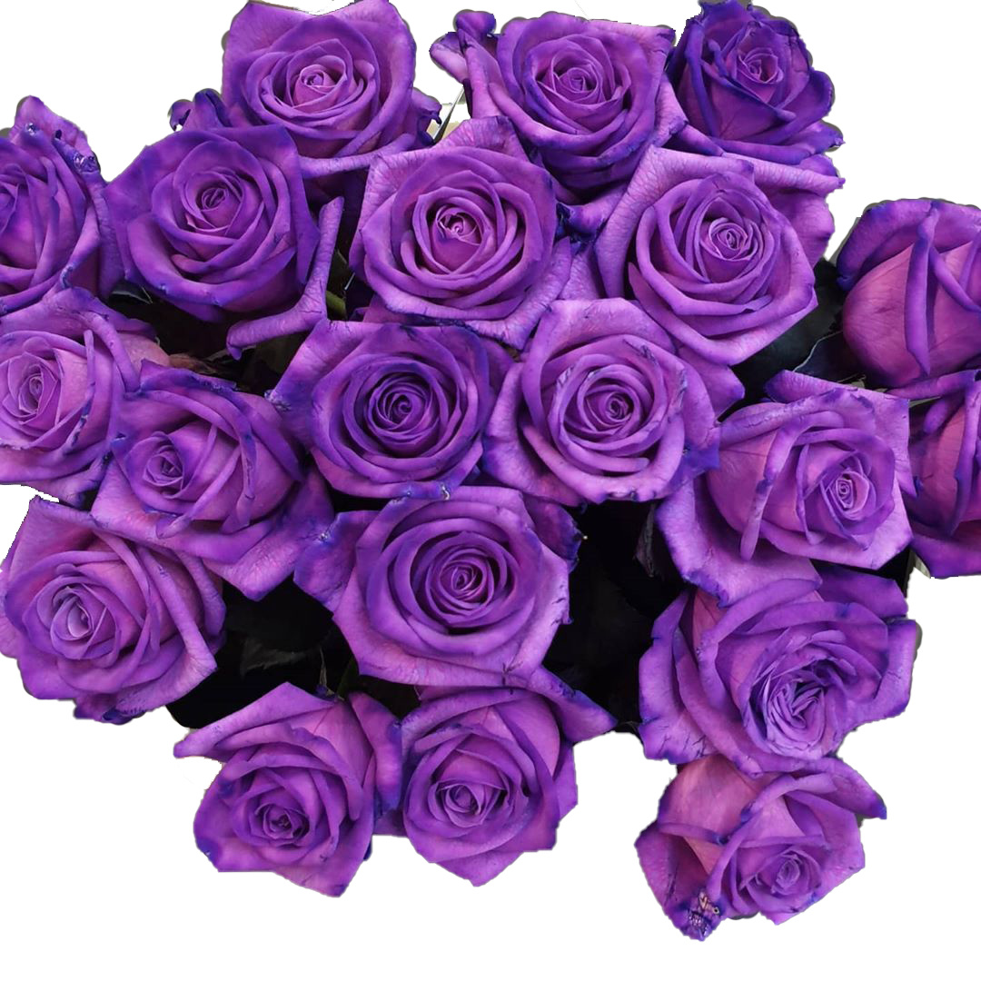 Proberen hardop wat betreft Paarse rozen bestellen - ROZEN.NL
