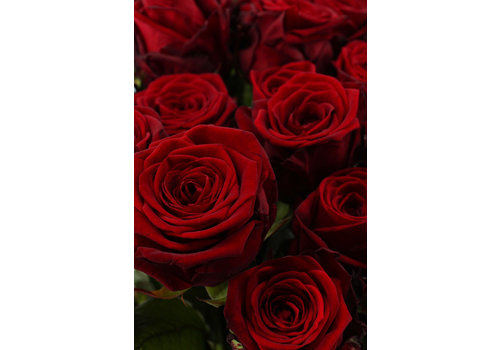 Rozen.nl Red Naomi! - Red Roses - 100 pieces REGULAR