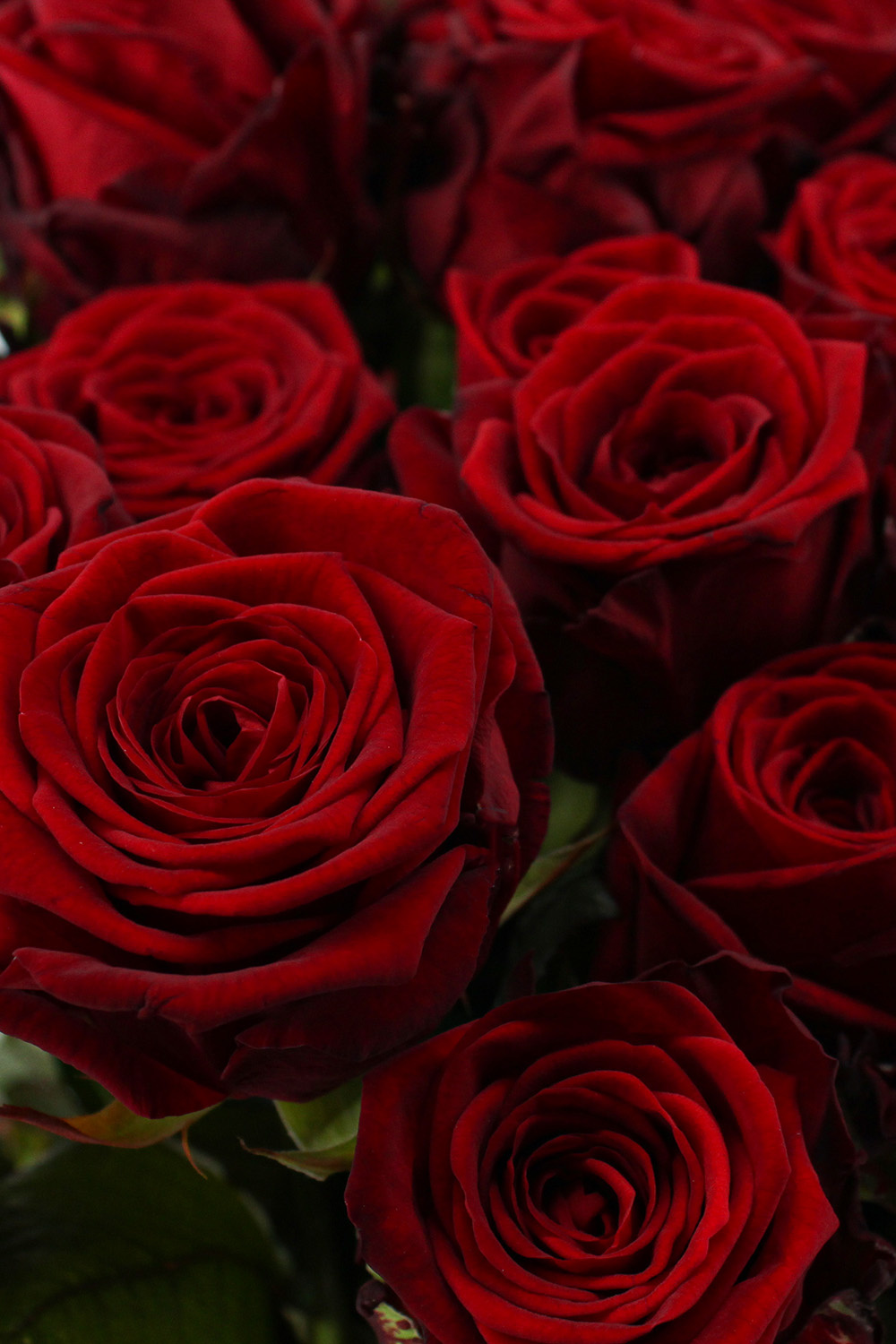 Mars Oordeel Voorbijganger Red Naomi! Rode rozen 100 stuks kopen? | 10 daagse garantie - ROZEN.NL