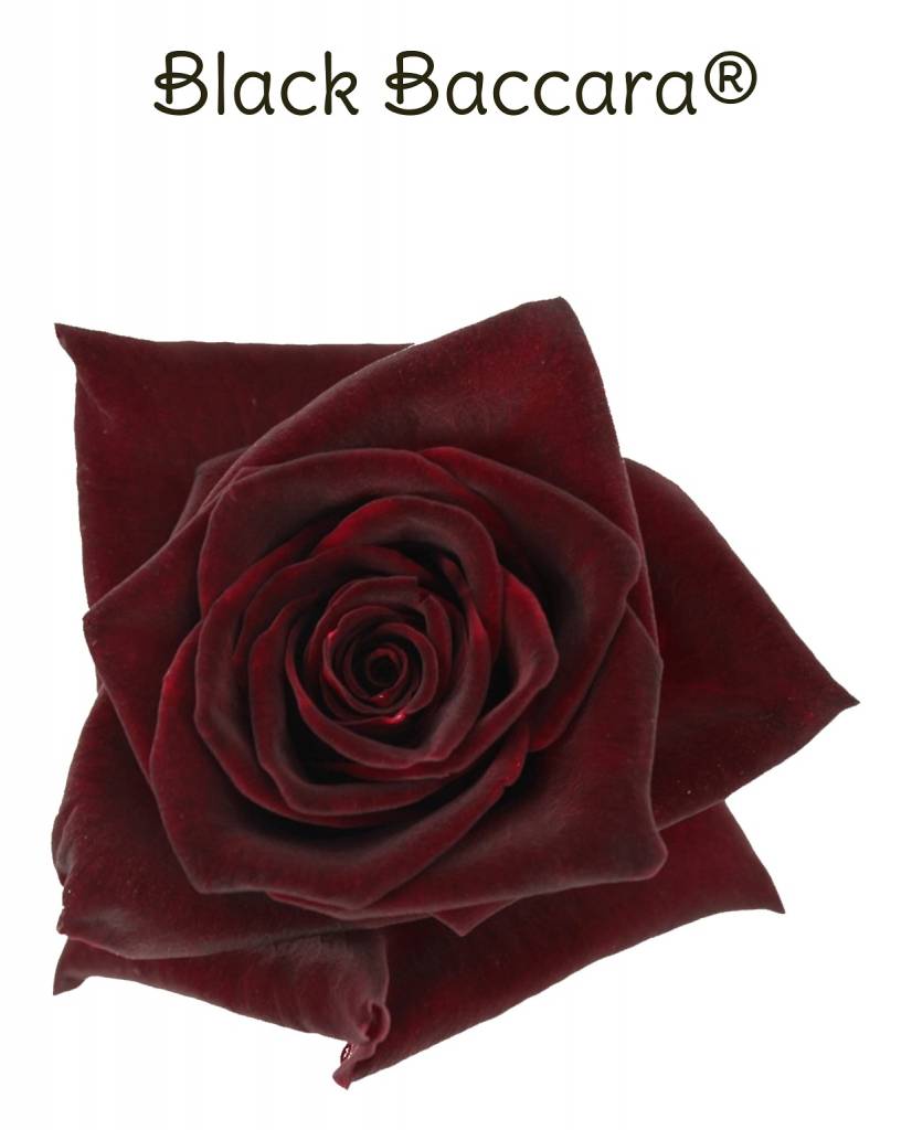 Black Baccara - donkerrode roos | Bestel rozen online - ROZEN.NL