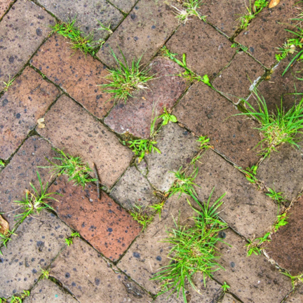 La saison des mauvaises herbes 2020