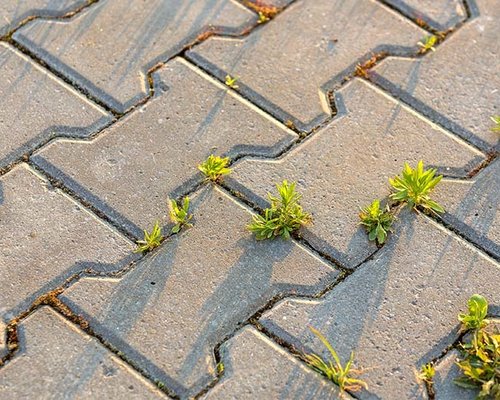 Onkruidseizoen is begonnen: tips en tricks voor effectieve onkruidbestrijding!