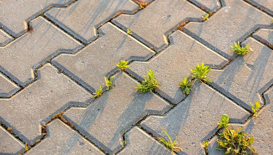 Onkruidseizoen is begonnen: tips en tricks voor effectieve onkruidbestrijding! 