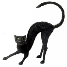 Halloween Accessoires: schwarze Katse wahre Grösse