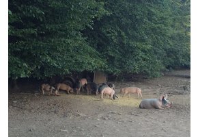 Kotelett mit Knochen Buntes Bentheimer