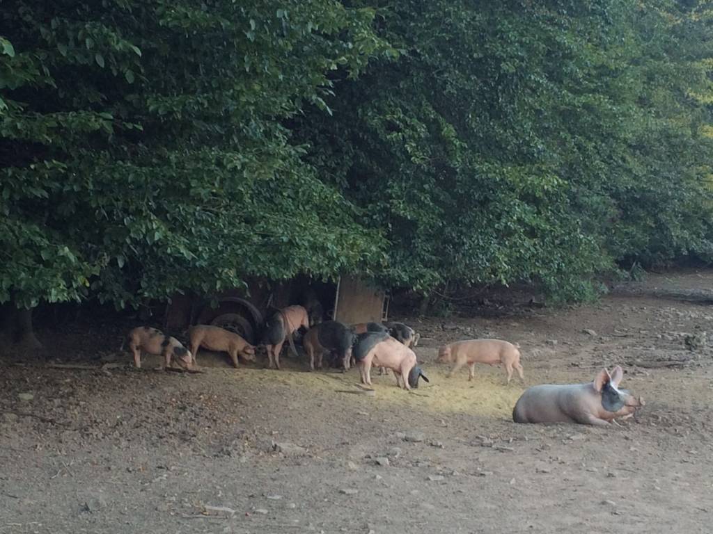 Kotelett mit Knochen Buntes Bentheimer / Freilandschwein
