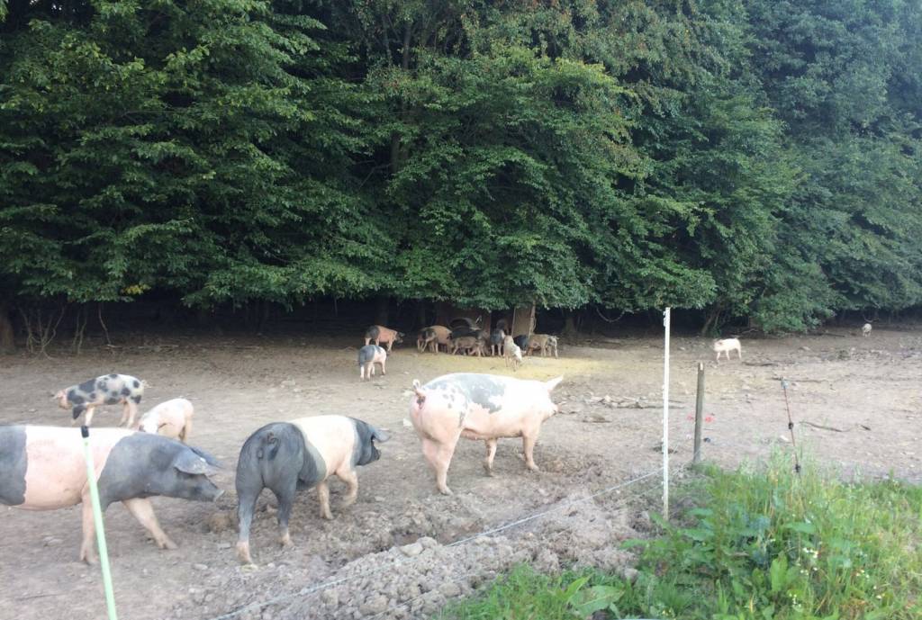 Schweinenacken Buntes Bentheimer 2,5 Kg