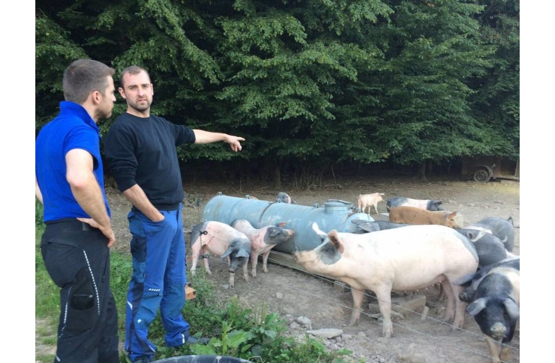 Schweinenacken Buntes Bentheimer 2,5 Kg