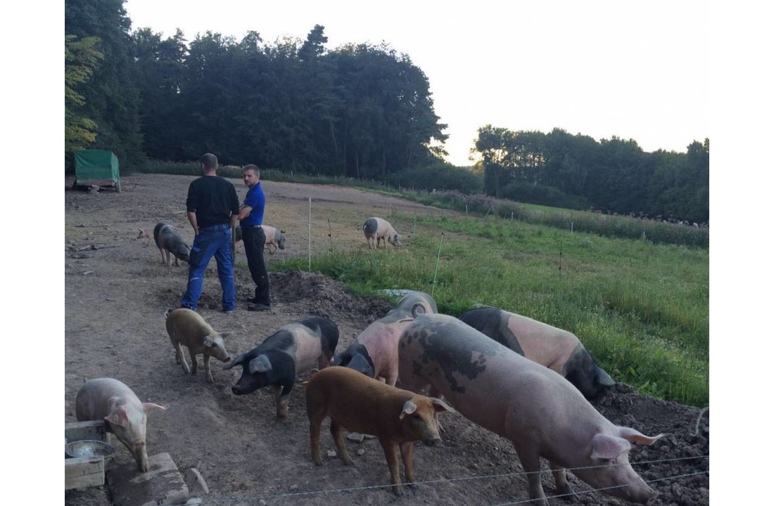Schweinenacken Buntes Bentheimer 2,5 Kg