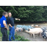 BENTHEIMER BRATWURST FRISCH