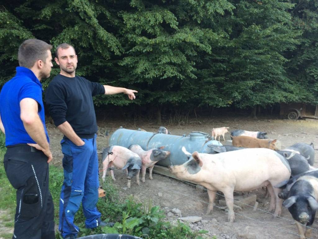 BENTHEIMER BRATWURST FRISCH