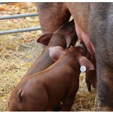 Durocschwein aus eigener Haltung zum selber zerlegen
