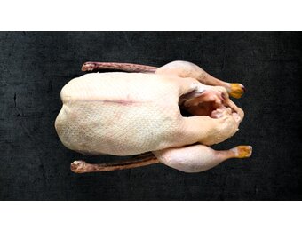 GANS / FREILANDGANS