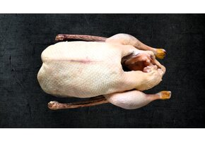 GANS / FREILANDGANS