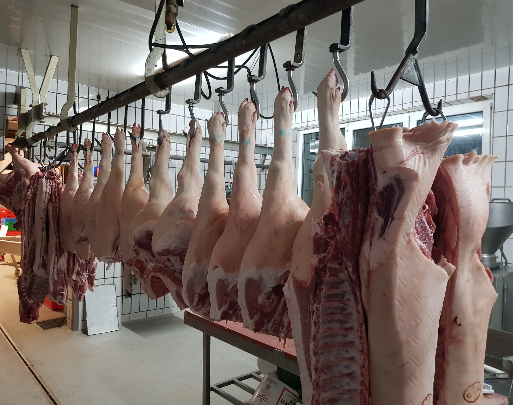 GANZES SCHWEIN ZUM SELBER ZERLEGEN ODER ZERLEGT