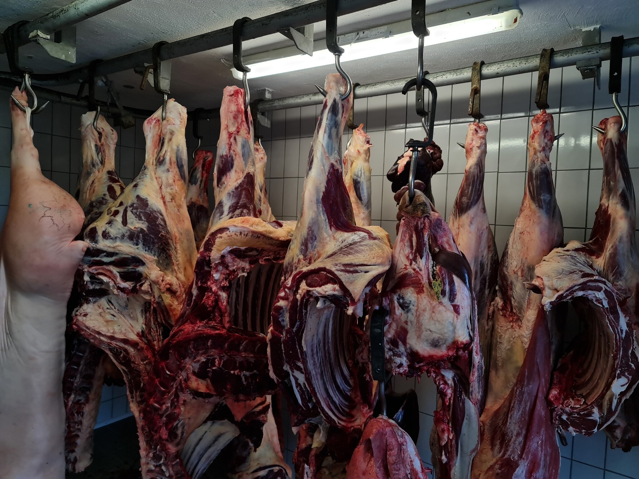 Hohe Rippe vom Rind online kaufen | Hochrippe Bone In