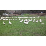 GANS / FREILANDGANS AUS DER RHÖN DIREKT VOM HOF