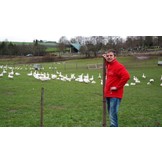 GANS / FREILANDGANS AUS DER RHÖN DIREKT VOM HOF