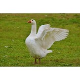 GANS / FREILANDGANS AUS DER RHÖN DIREKT VOM HOF