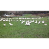 GANS / FREILANDGANS AUS DER RHÖN DIREKT VOM HOF