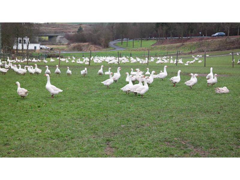 GANS / FREILANDGANS AUS DER RHÖN DIREKT VOM HOF