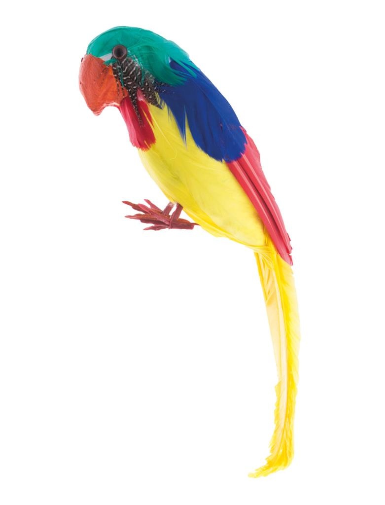 Rond en rond contrast Archaïsch Kleine kleurrijke papegaai - e-Carnavalskleding