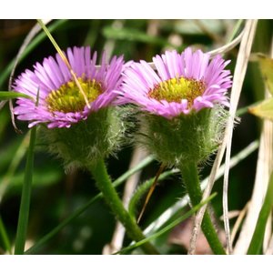 Erigeron alpinus, alpenaster