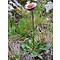 Erigeron alpinus, alpenaster