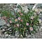 Erigeron alpinus, alpenaster