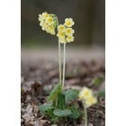 Slanke sleutelbloem, Primula elatior