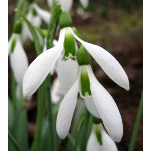 Galanthus plicatus 'Sally Pasmore'