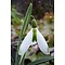 Galanthus plicatus 'Sally Pasmore'